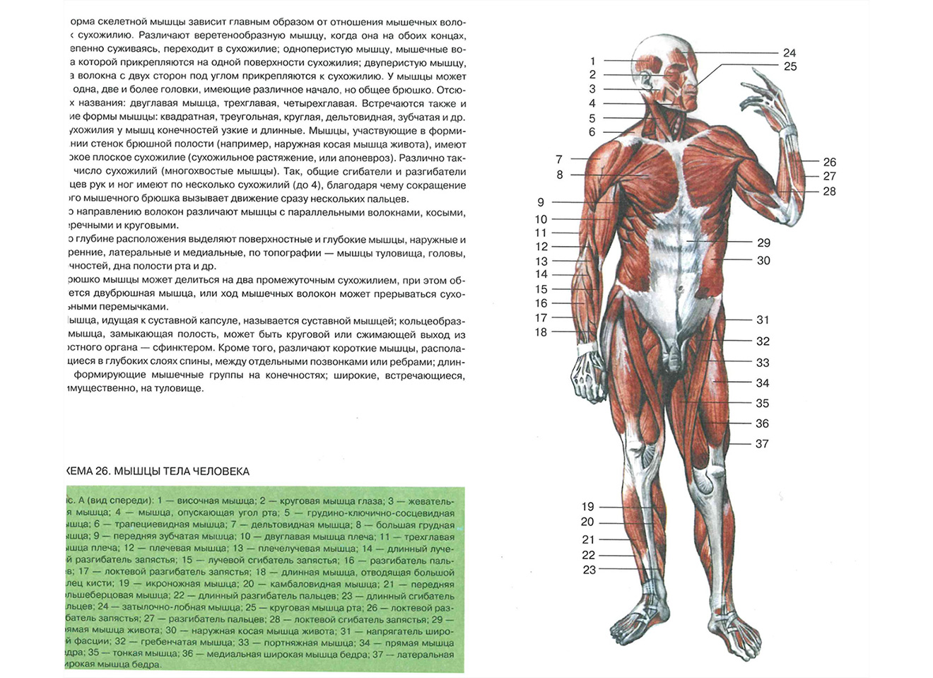 Анатомический атлас мышц человека в картинках