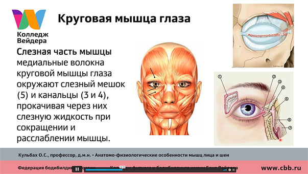 Анатомо-физиологи­ческие особенности строения, лекция 2