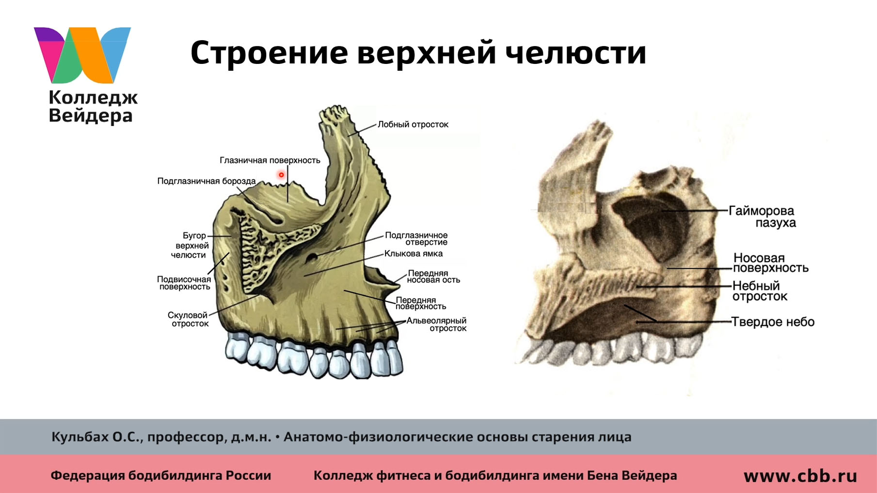 Передний гребень. Решетчатый гребень верхней челюсти. Верхняя челюсть анатомия. Строение верхней челюсти человека. Подглазничный канал верхней челюсти анатомия.