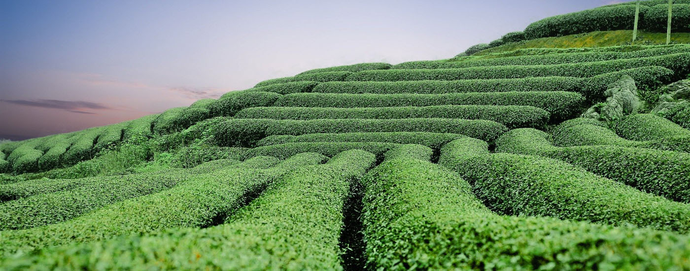 Чайные плантации
